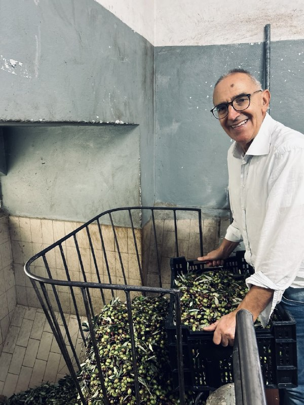 Le olive aziendali pronte per la molitura al frantoio