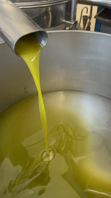L'olio extravergine ELOGI che cola dal frantoio