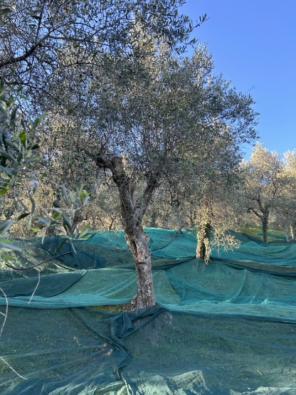 Le reti stese sotto gli ulivi durante la raccolta sui Monti Pisani