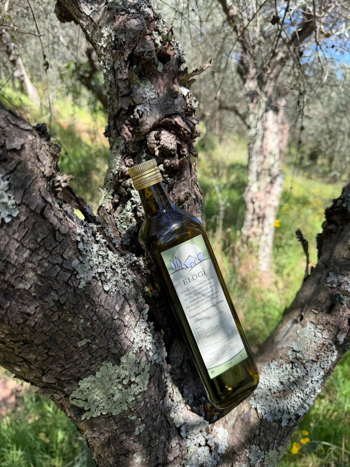 Bottiglia di olio extravergine ELOGI tra gli ulivi di Buti