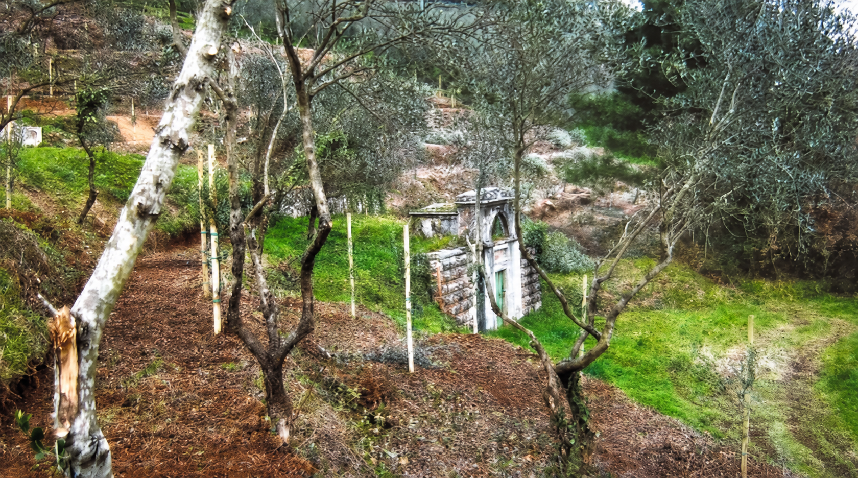 L'oliveto curato di oggi, dopo la bonifica dai rovi